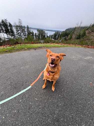 Customer photo review of Biothane Traffic Handle Dog Leash