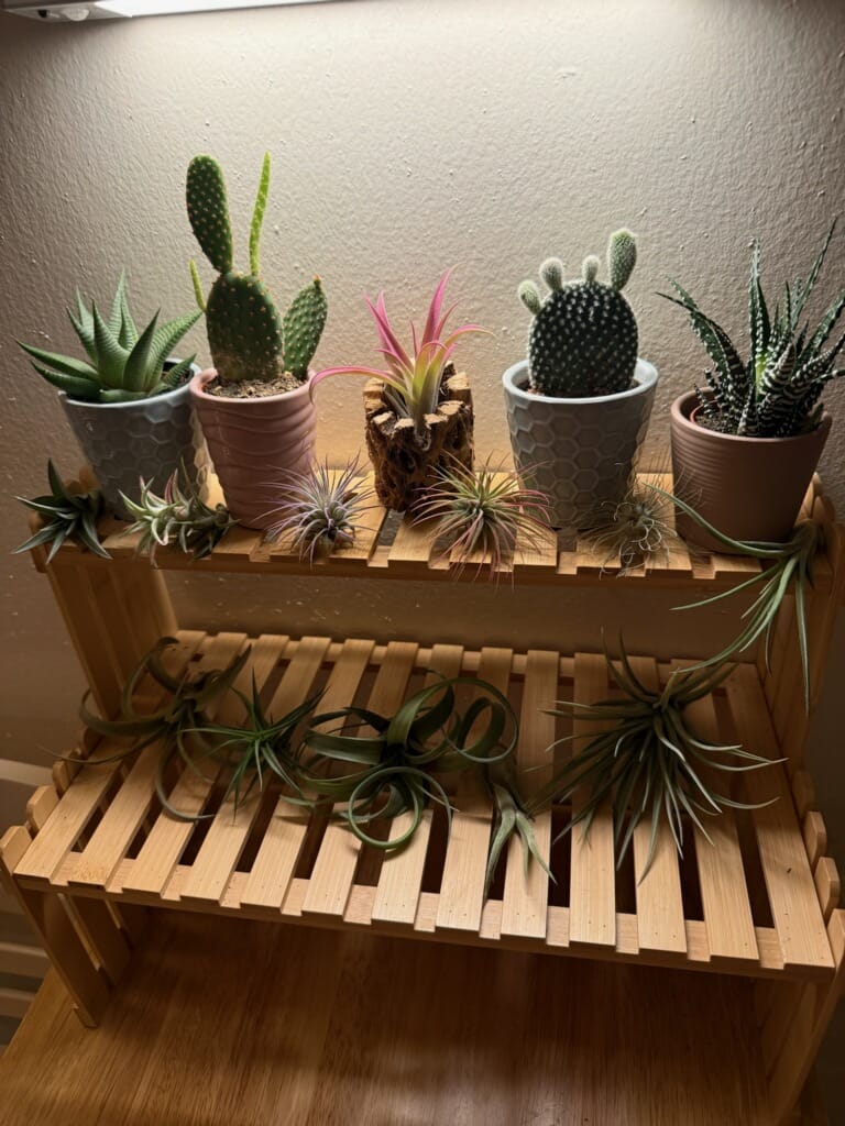 Customer photo review of **Air Plant Mystery Box**  (ALL TIERS BACK IN STOCK!)