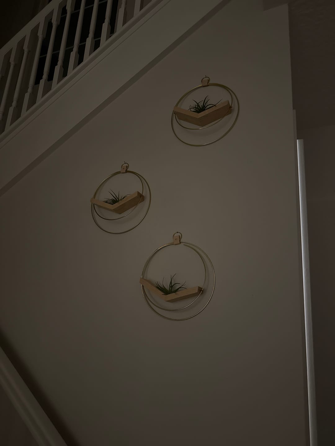 Customer photo review of Air Plant V-Hanger Trio