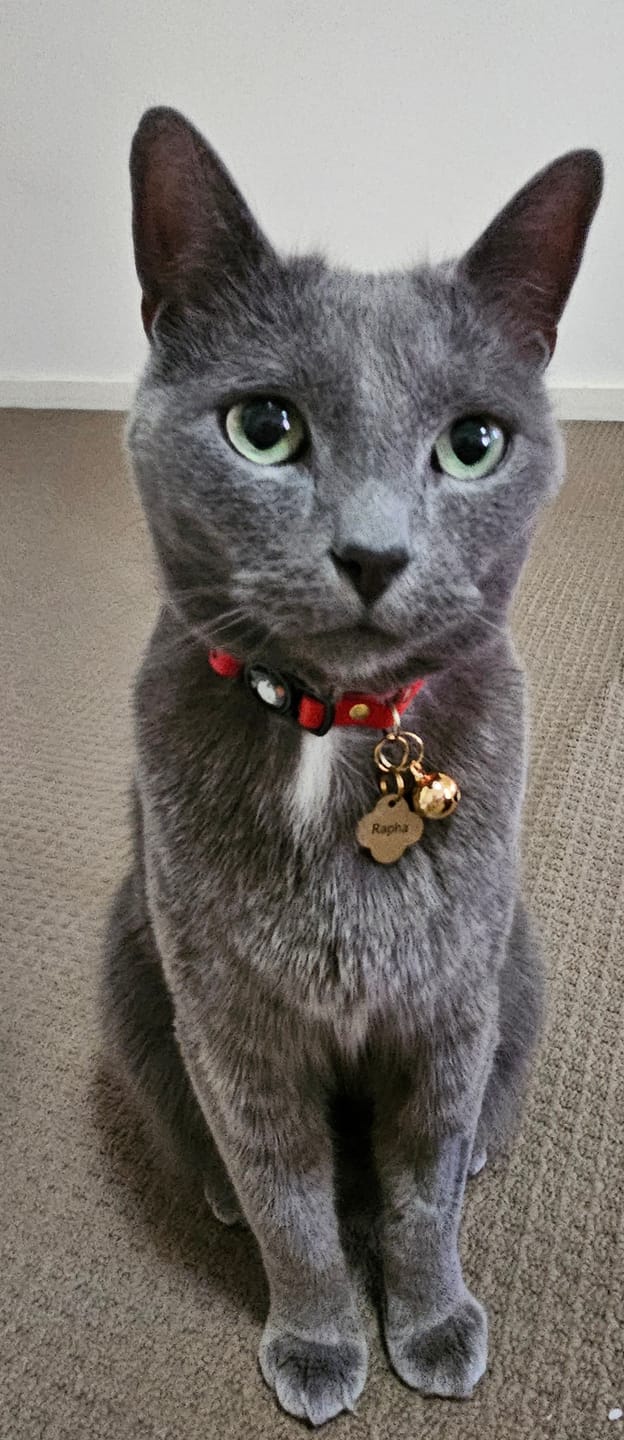 Customer photo review of Handmade Leather Cat Collar - Ruby