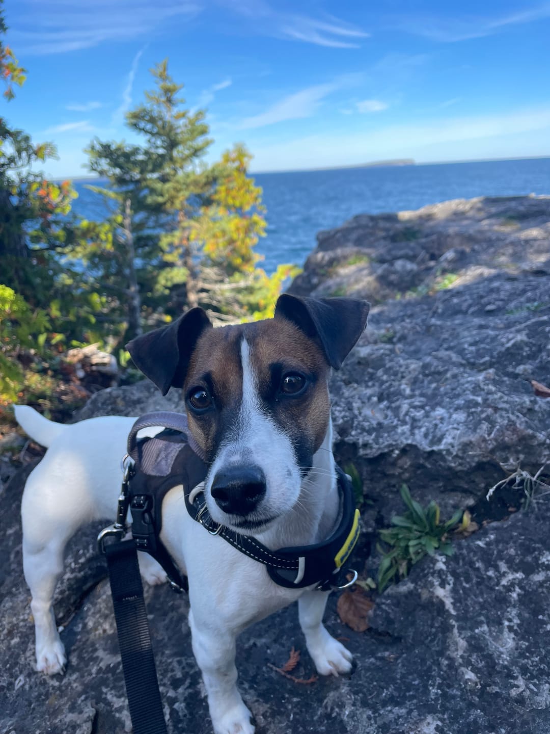 Customer photo review of Himalayan Yak Chew (MEDIUM)