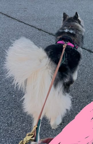 Customer photo review of Biothane Traffic Handle Dog Leash