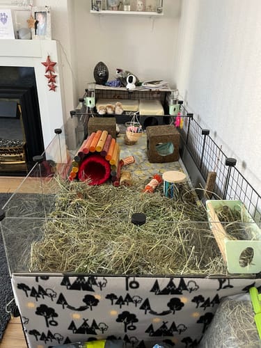 Customer's guinea pigs in their spacious enclosure filled with Orchard Hay.