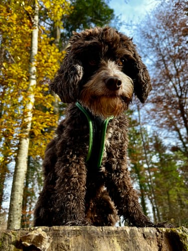Der Hund eines Kunden, der Lucky Belly erhält, sitzt auf einem Baumstumpf in einem herbstlichen Wald.