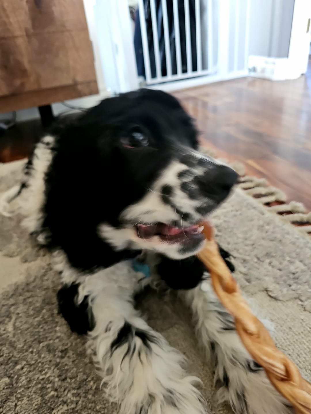 Customer photo review of 6 Inch Standard Braided Bully Stick