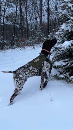 Customer's dog wearing the Team K9 Tactical Harness while exploring a snowy, wooded area during a hunt.