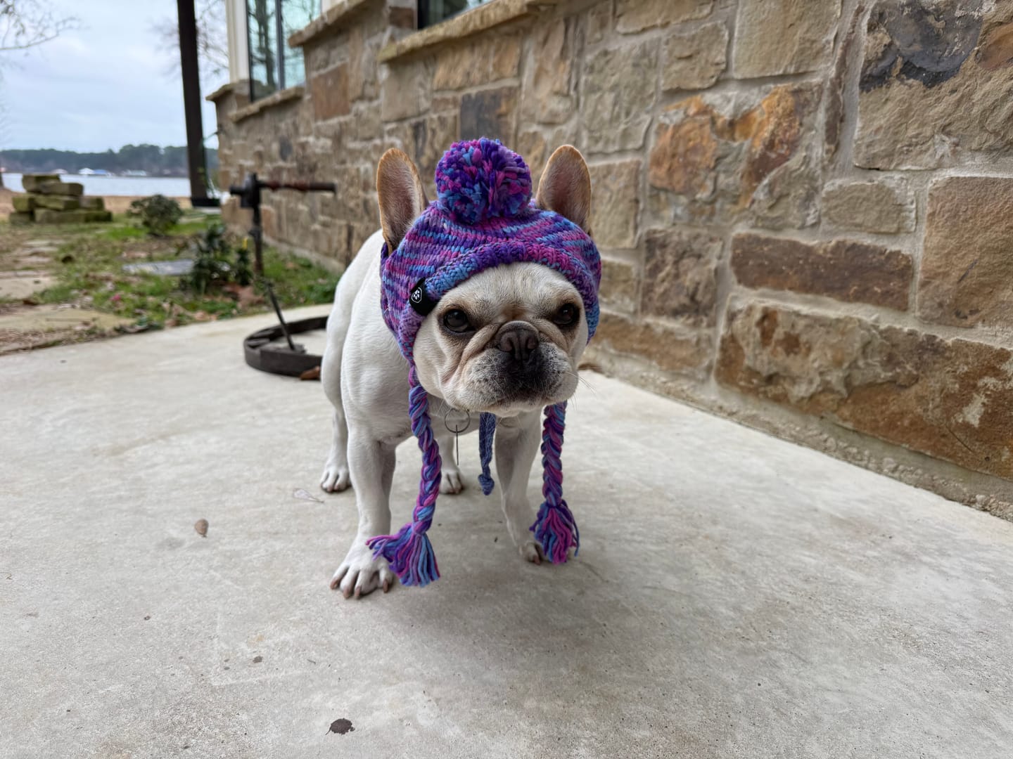Customer photo review of Knit Pom Pom Dog Beanie Hat - Purple & Lavender
