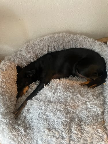 Customer photo review of Hundebett - Katzenbett rund Wuscheldonut