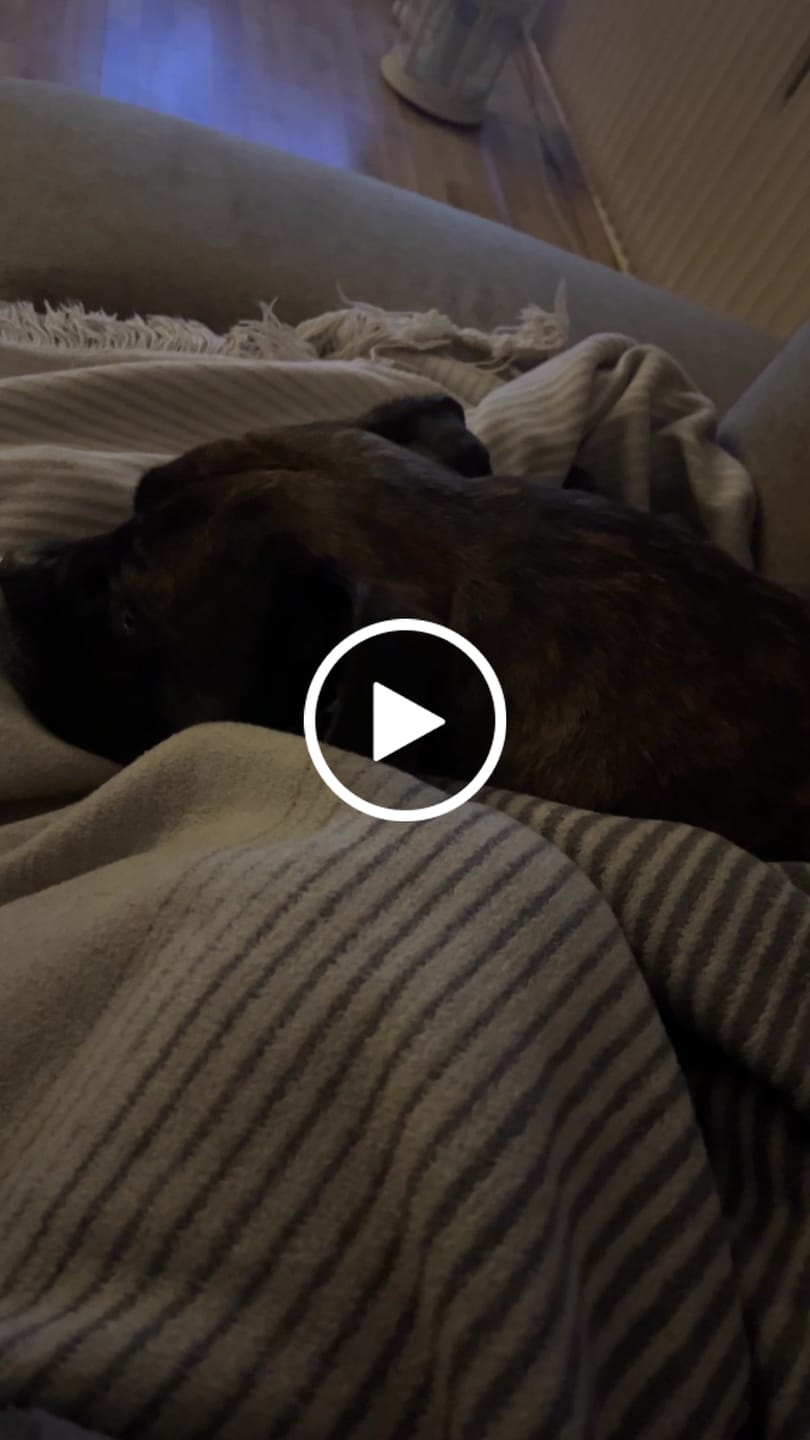 Customer video review of Strotonin Dog Support