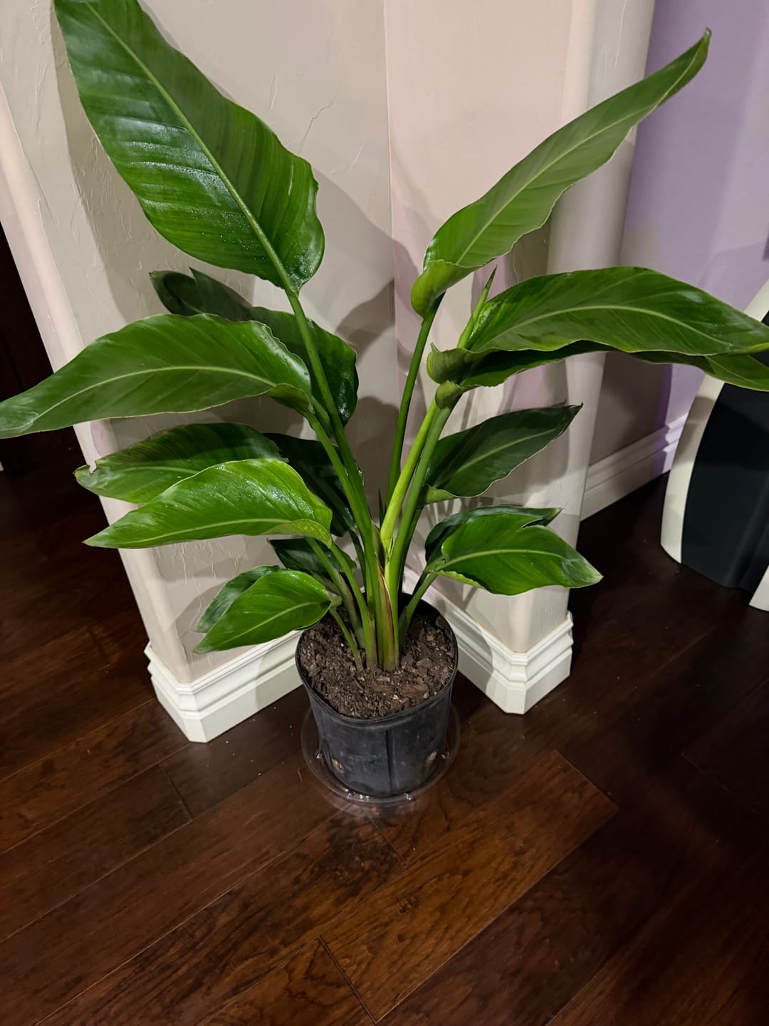 Customer photo review of Bird of Paradise White, Strelitzia Nicolai