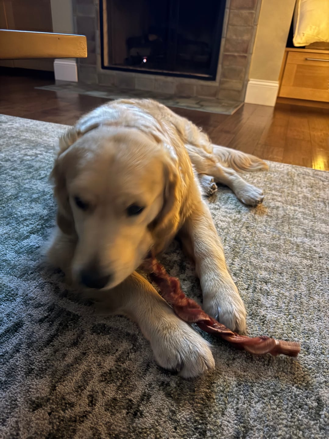 Customer photo review of 12 Inch Jumbo Braided Bully Stick