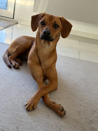 Der Hund eines Kunden, der Lucky Belly einnimmt, liegt mit gekreuzten Pfoten auf einem Teppich.