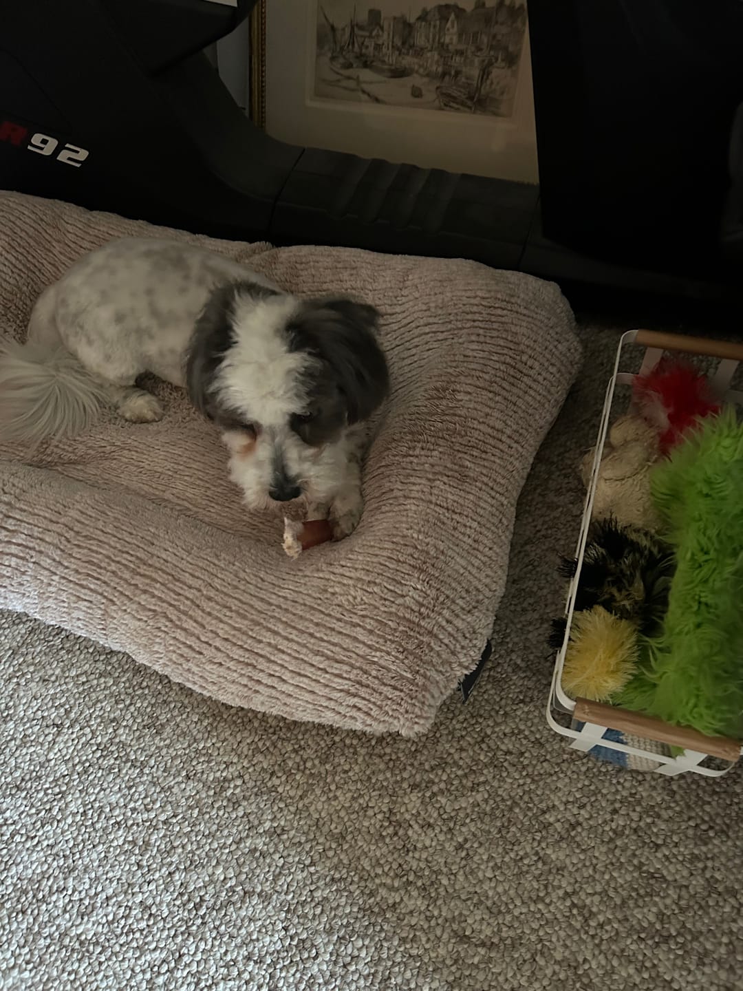 Customer photo review of 6 Inch Hand Selected Standard Bully Sticks