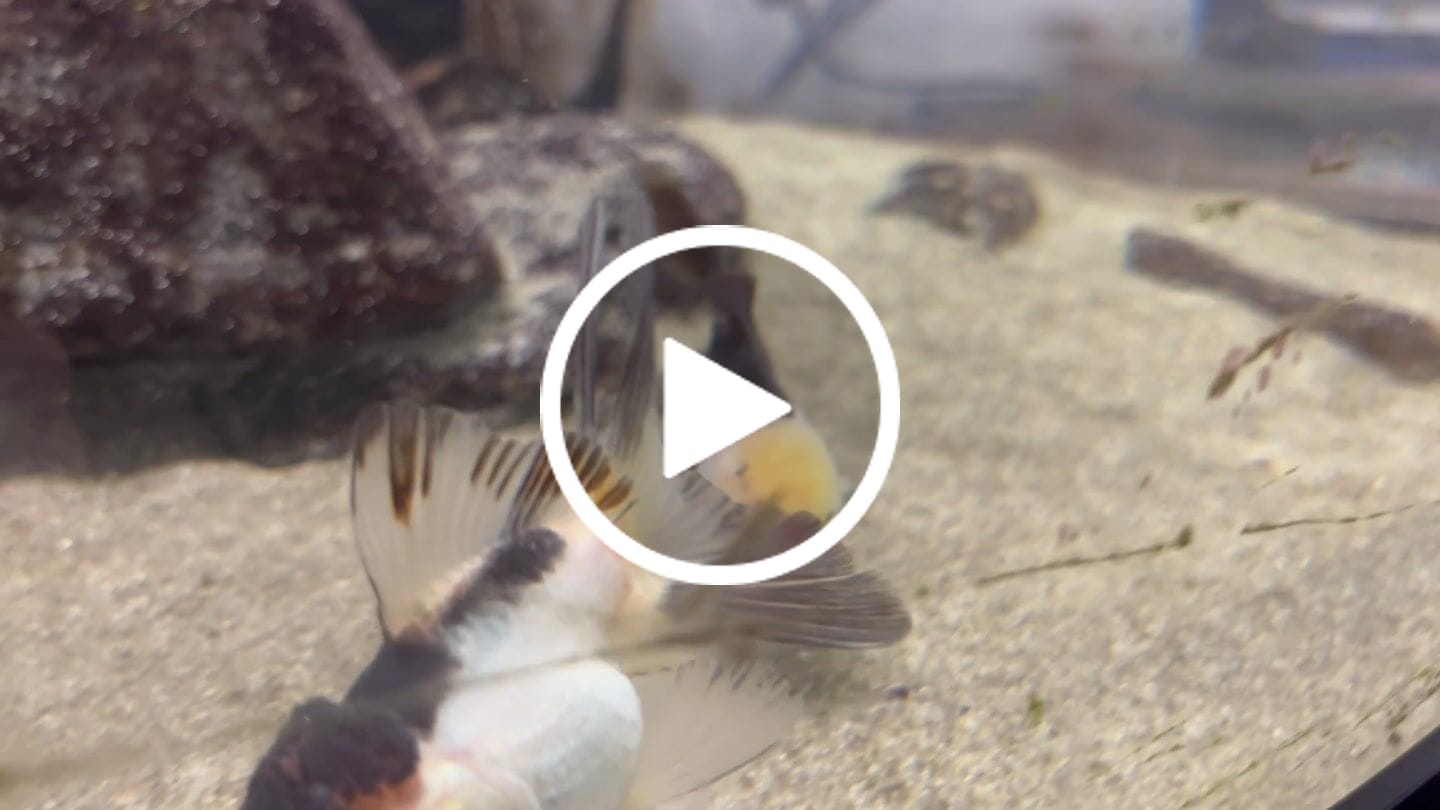 Customer video review of Live Premium Fancy Goldfish Thai Oranda 2"-4" Body Panda (Our Choice)