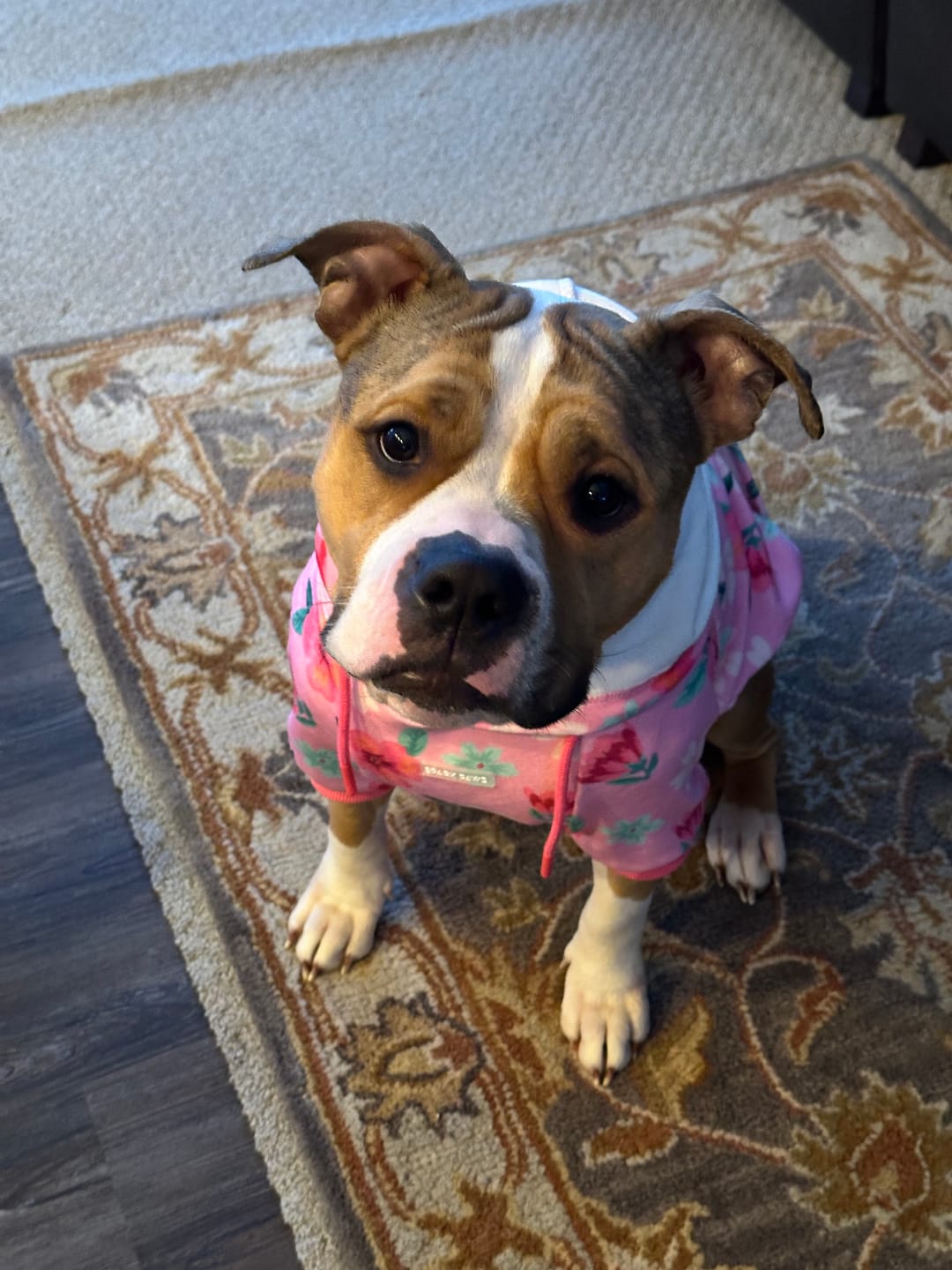 Customer photo review of Blossom Dog Hoodie - Pink