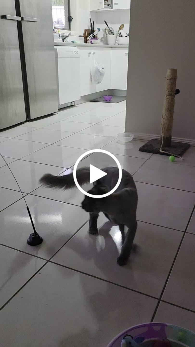 Customer video review of Interactive Bird Simulation Cat Toy Set | Leo's Paw