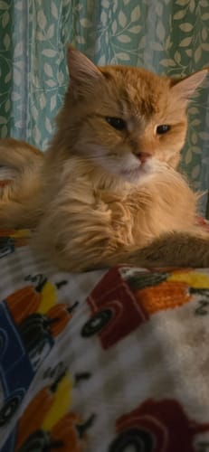 Customer photo review of Cat Dental Care & Bad Breath Remedy