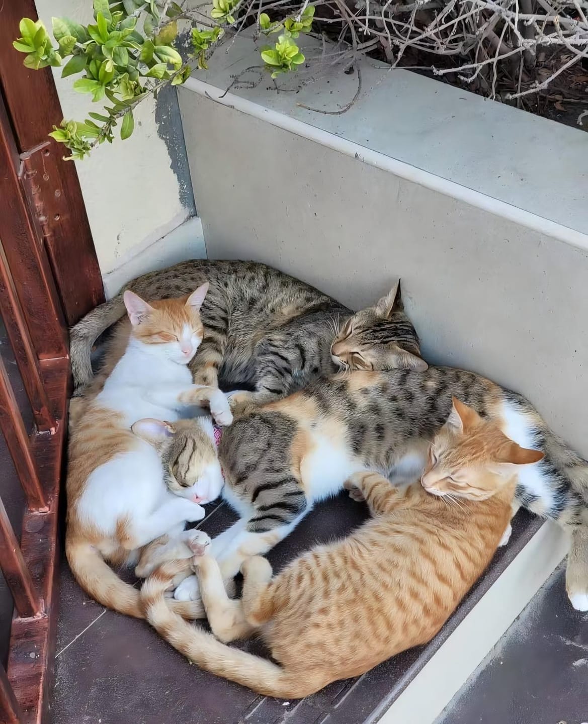 Customer photo review of PawSwing Neo Self Grooming Cat House | 🔸Pre-Order🔸