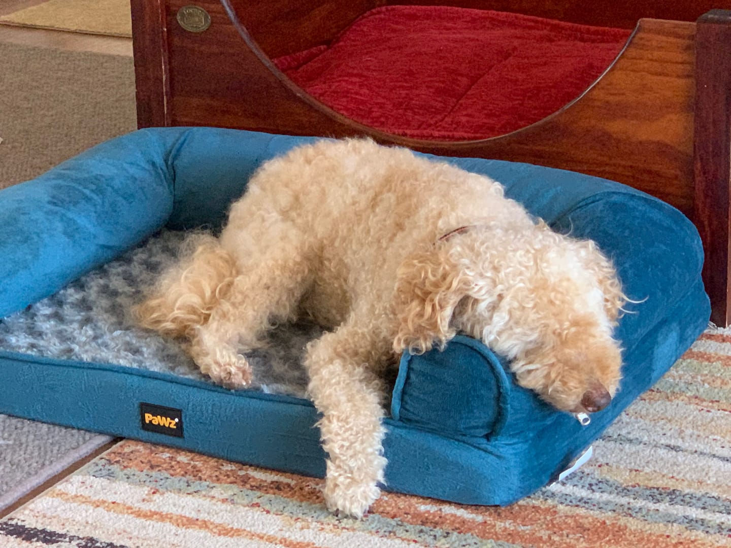 Customer photo review of Pet Sofa Bed
