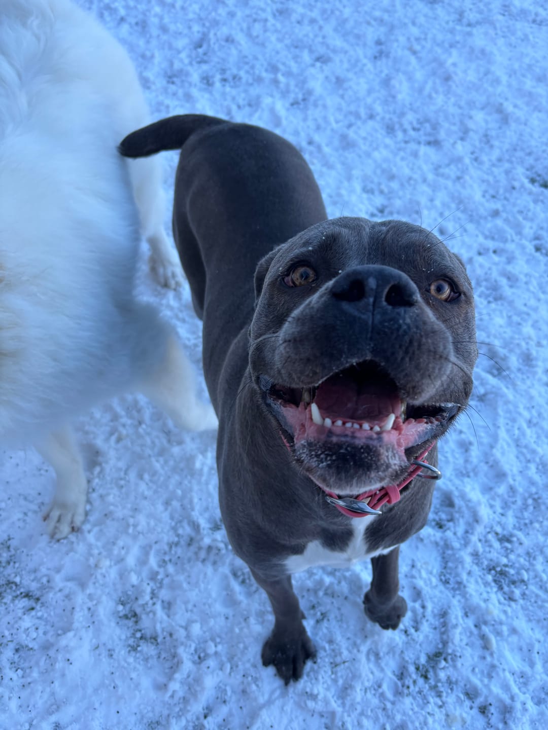 Customer photo review of 12 Inch Thick Braided Bully Stick