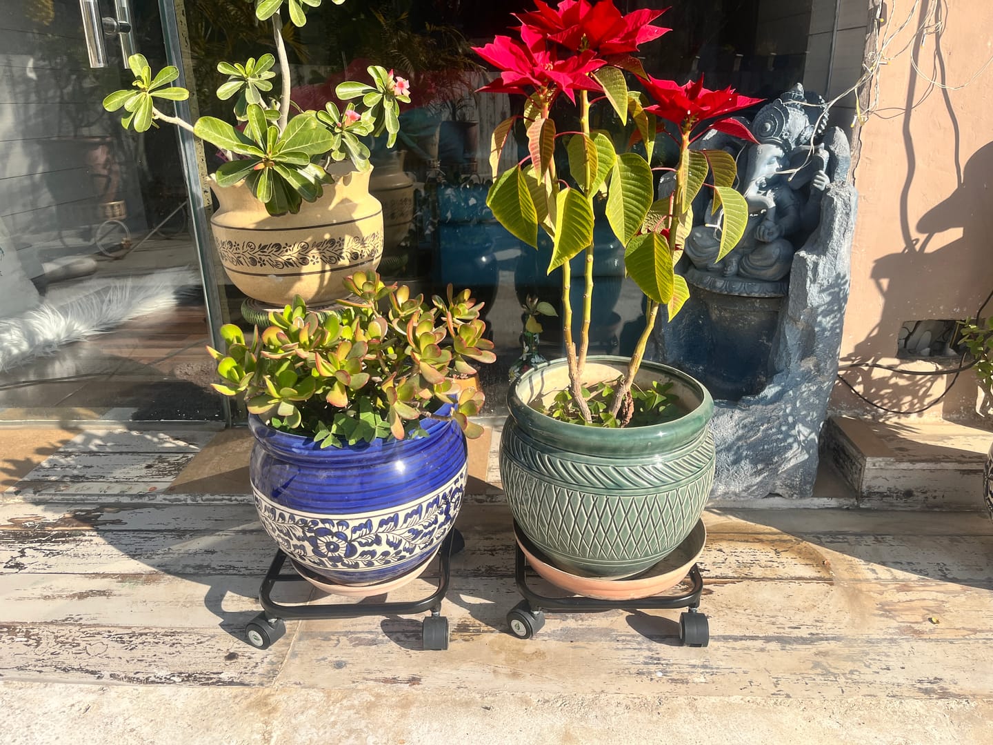 Customer photo review of TryGreen Daze Wheel Rolling Plant Stand for Planters