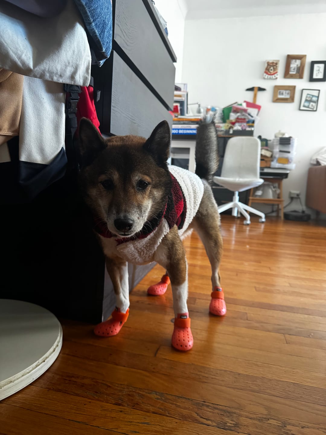 Customer photo review of WagWellies® Mojave Neon Orange