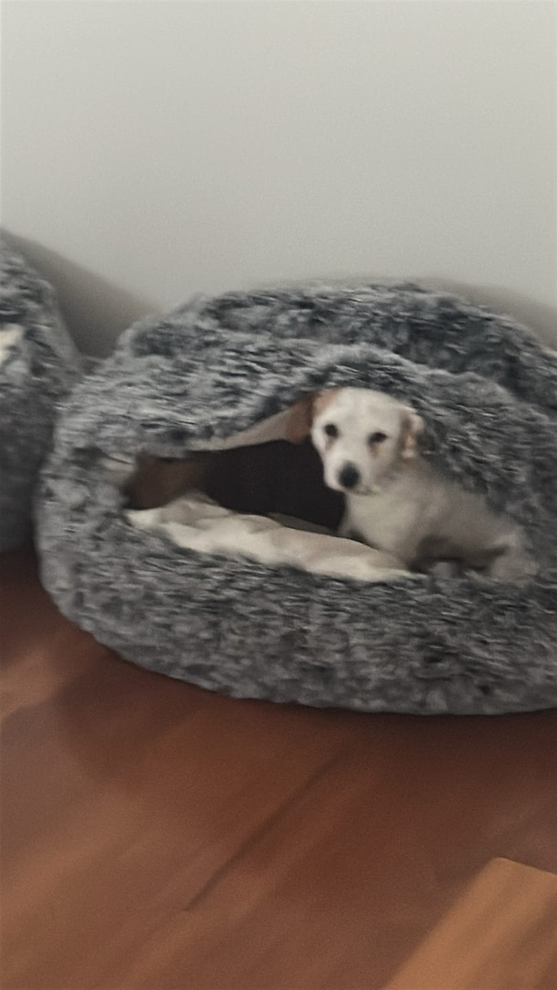 Customer photo review of Pet Cave Dog Bed - Removable Cover