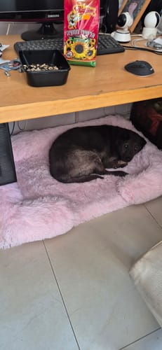 Customer photo review of המיטה של בונו - מיטה אורתופדית