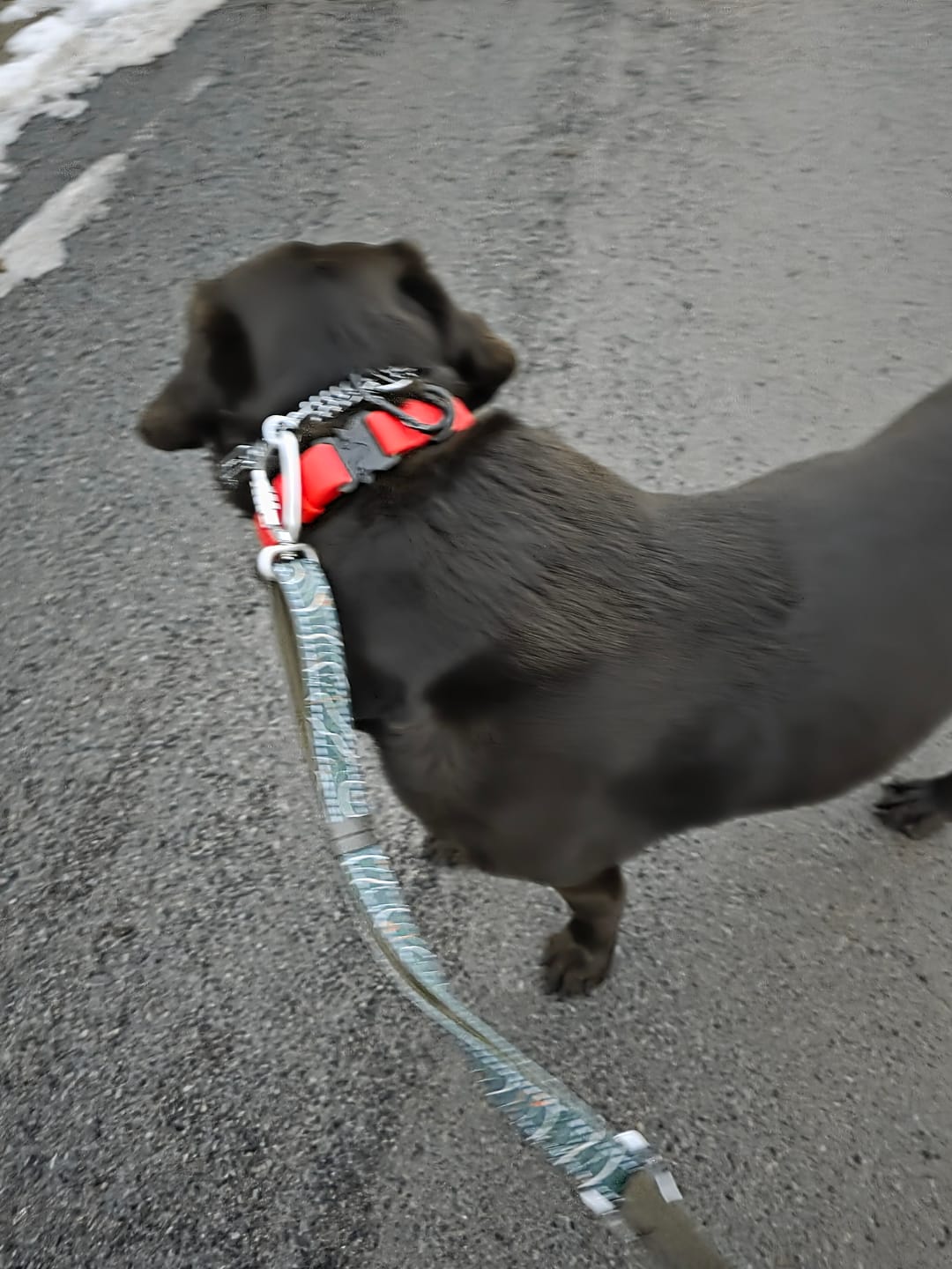 Customer photo review of Multi-Way Lead