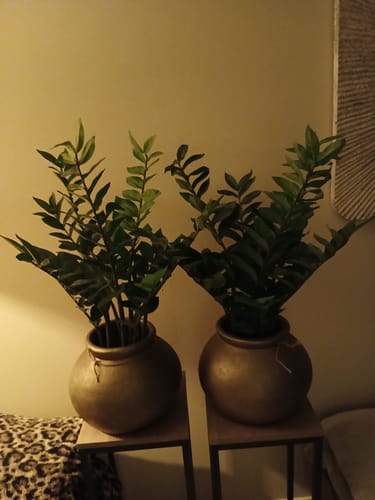 Customer photo review of Zamioculcas Kunstplant 75cm