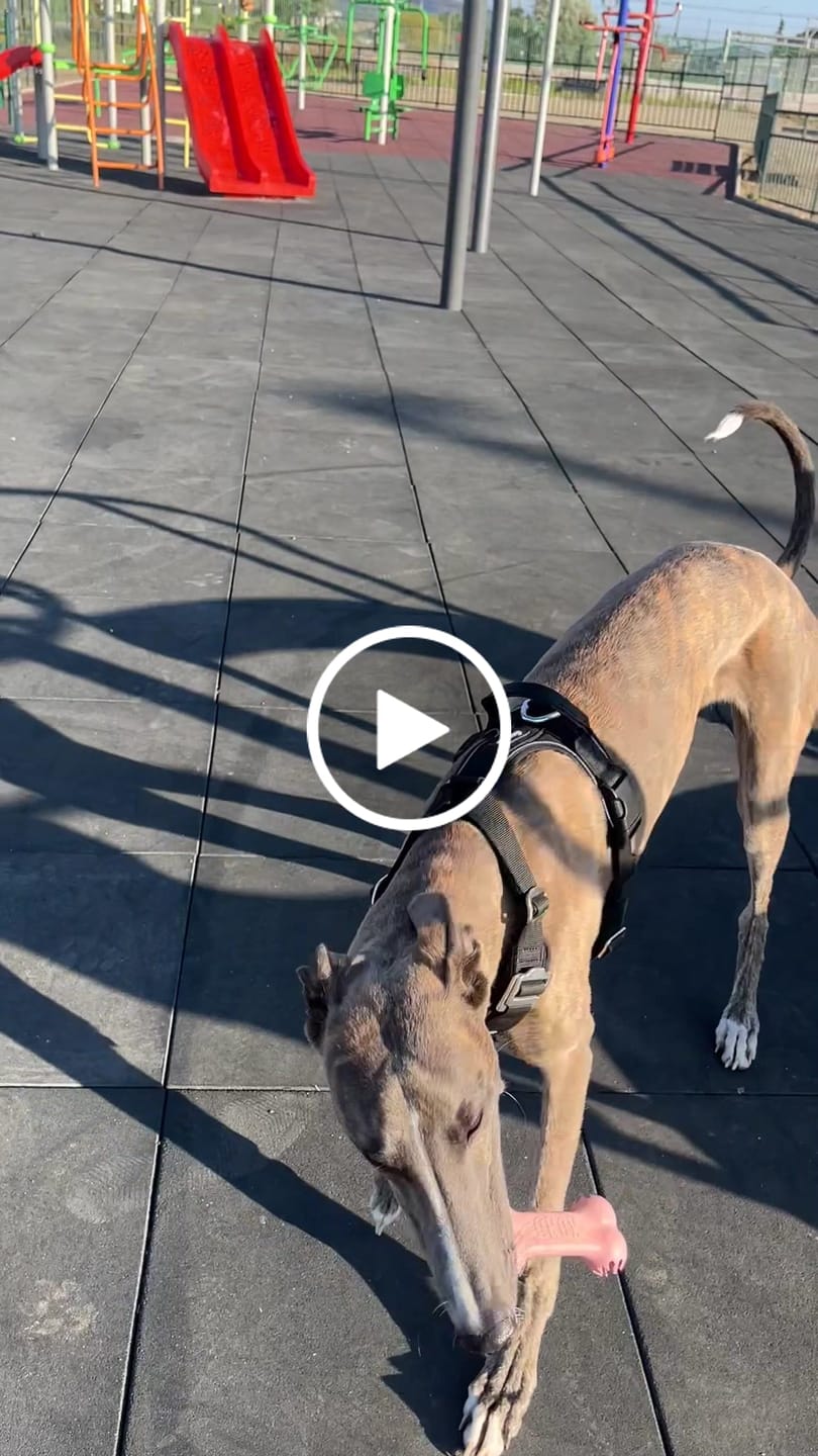 Customer video review of Arnés Aerosport para Perros - Street Dogs - Black
