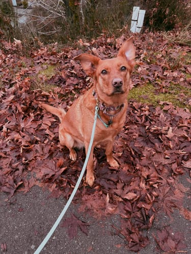 Customer photo review of Biothane Traffic Handle Dog Leash