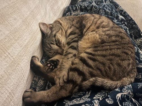 Customer photo review of 3 Month Supply - 1 Cat