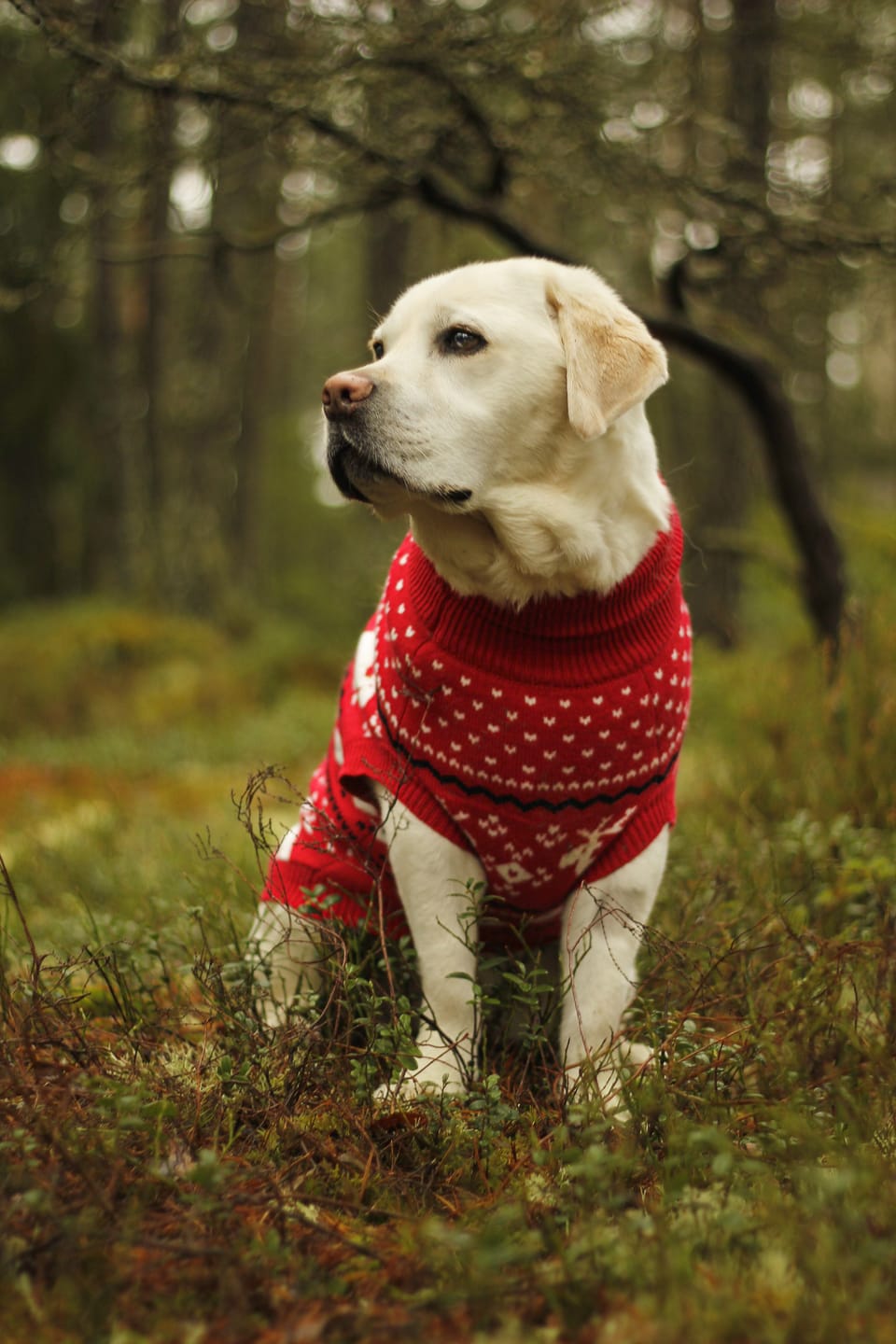 Customer photo review of Knit Christmas Dog Sweater - Dasher Red