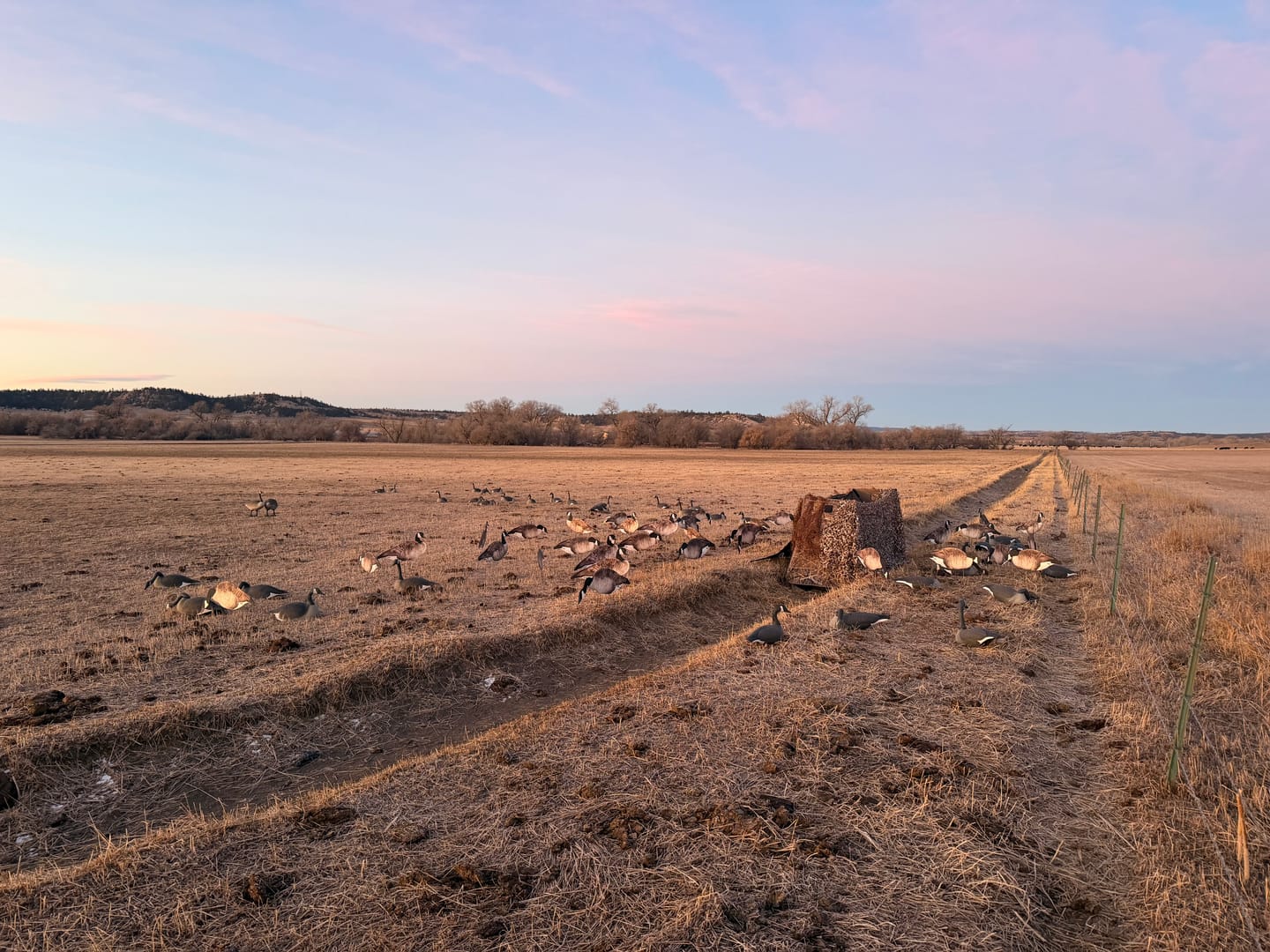 Customer photo review of Modular Panel Hunting Blind | A-Frame Pop Up Duck & Goose Blinds | Portable 3-4 Person Waterfowl Ground Blind Camo
