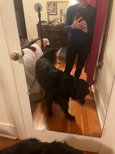 Customer's mirror selfie wearing black Stella Petite leggings, with a large dog partially obscuring the view.
