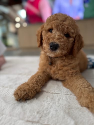 Customer's cute puppy lying on the soft Vanilla Cream Mellow Mat.
