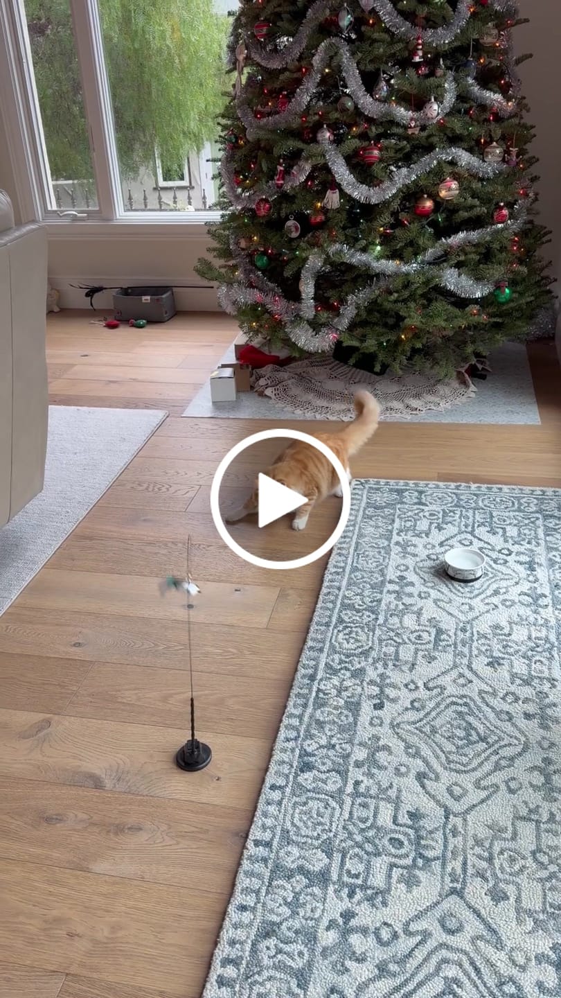 Customer video review of Interactive Bird Simulation Cat Toy Set