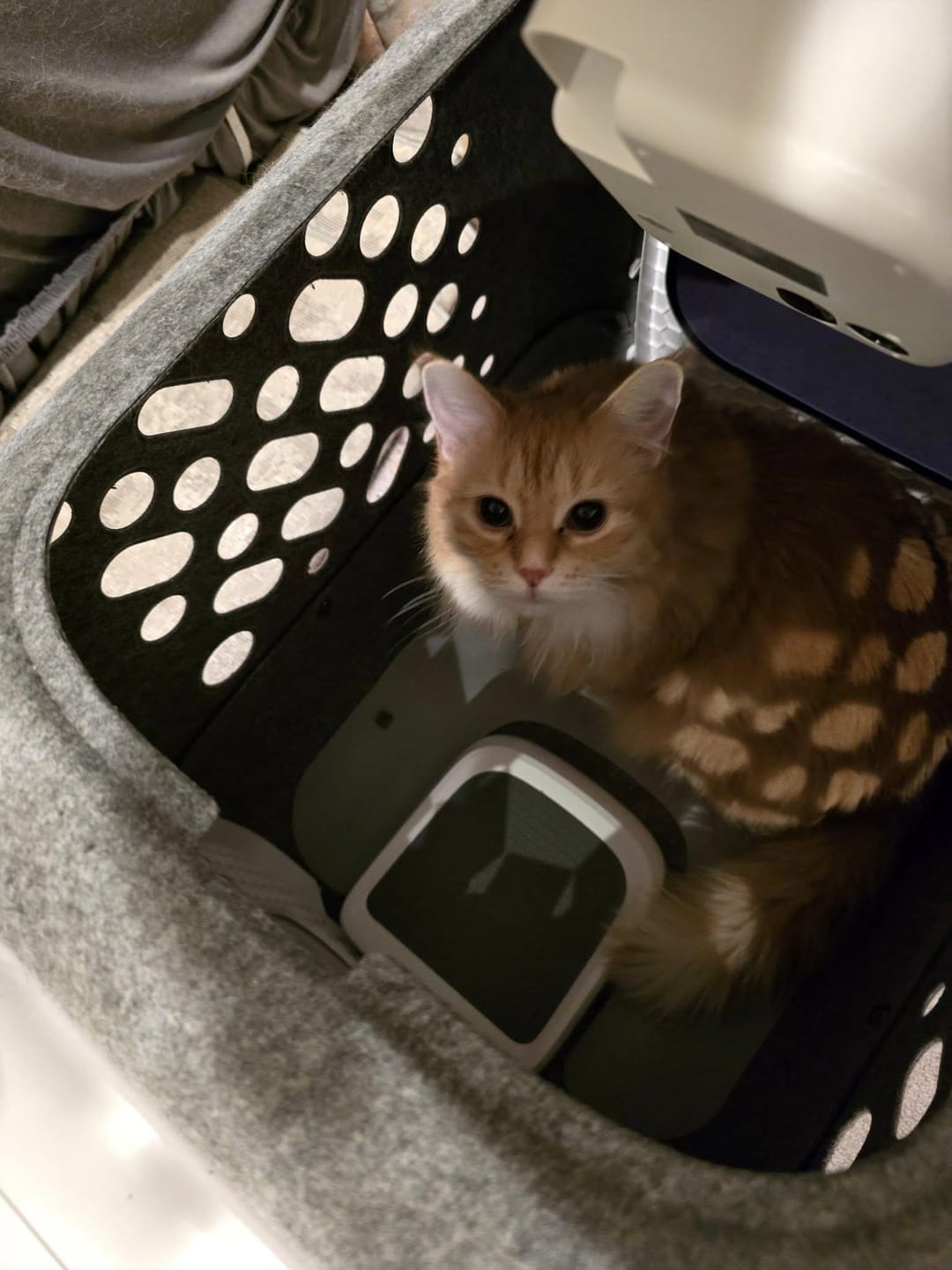 Customer photo review of PawTray™ Mat For PawSwing Pro