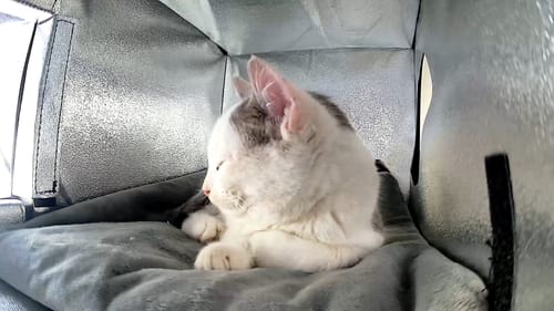 Customer photo review of ArcticGuard Outdoor Heated Cat House – Cloud Slate Blue