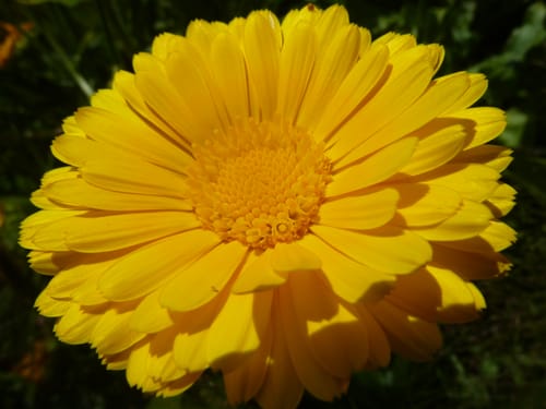 Customer photo review of Buch »Selbstversorgung«