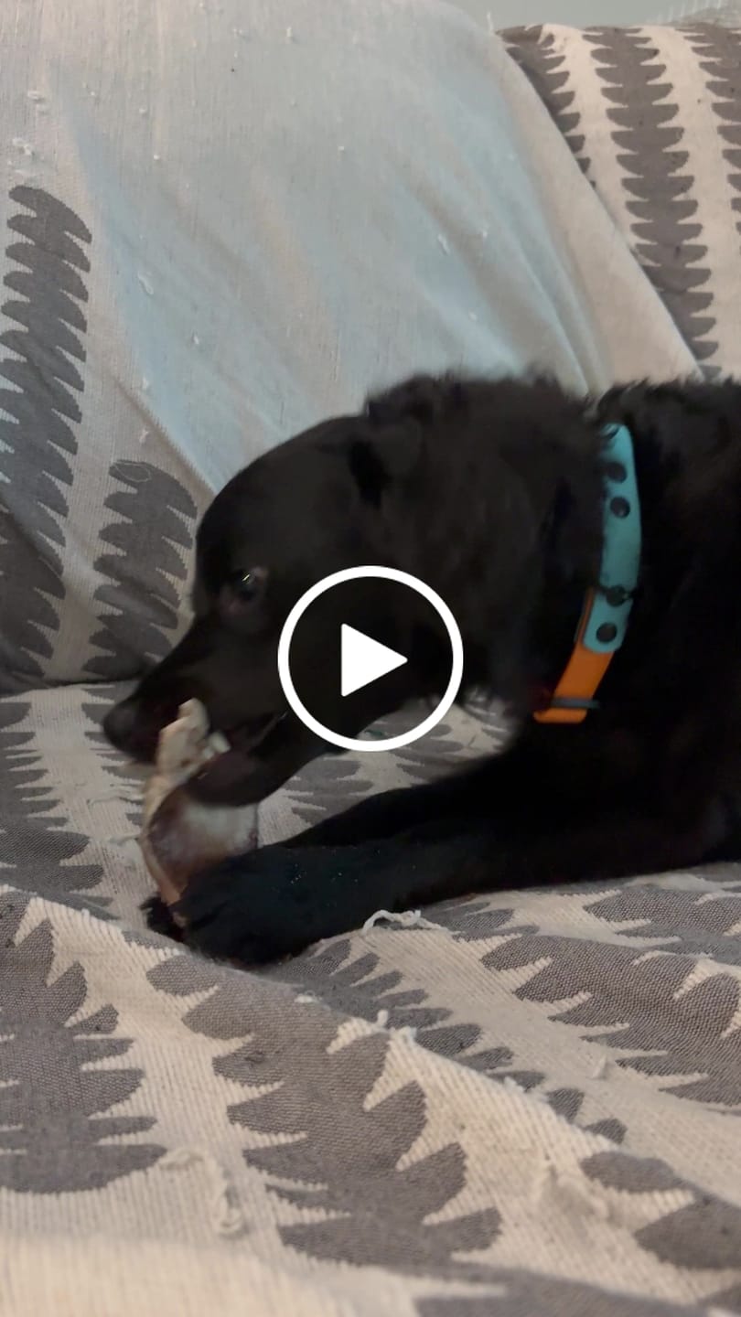 Customer video review of Chewy Ostrich Skin Chew: Satisfying All-Natural Chew for Dental Health & Gentle Digestion - 2 Pieces