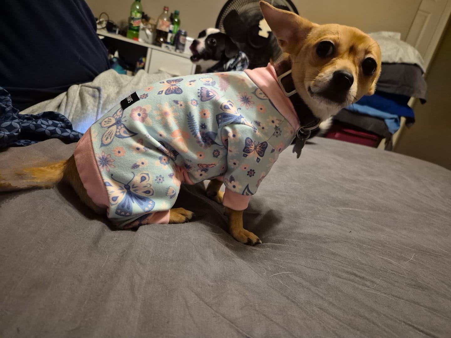 Customer photo review of Dog Pajama - Butterfly