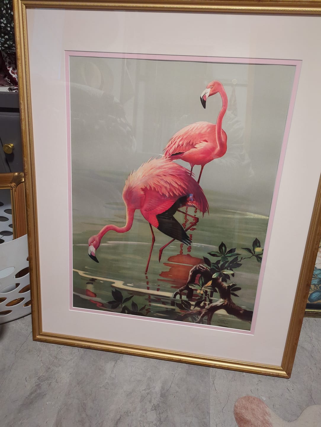 Customer photo review of Flamingos by Roger Tory Peterson | 1940s Audubon Style | Offset Lithograph | Tropical or Nature-Inspired Decor