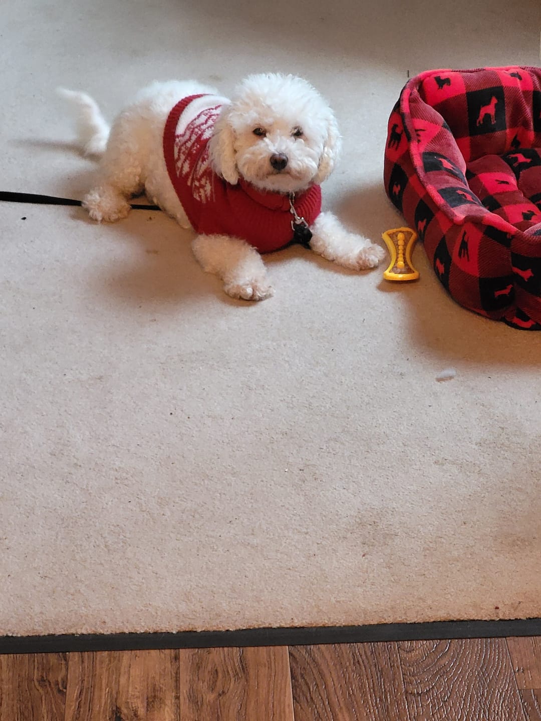Customer photo review of Bully Bargain Bag