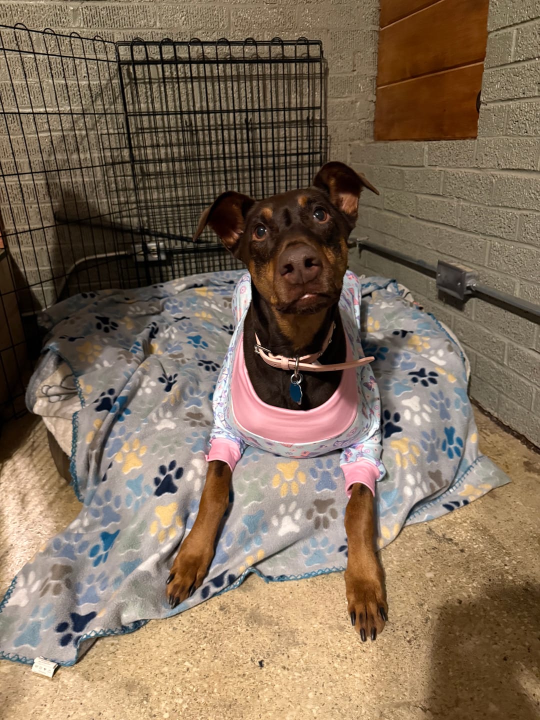 Customer photo review of Dog Pajama - Butterfly