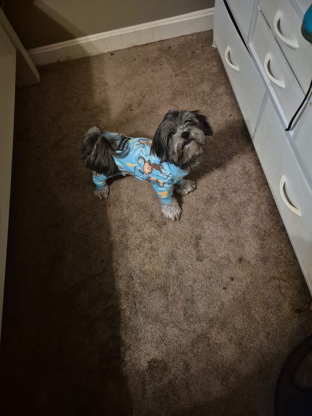 Customer photo review of Dog Pajama - Monkey Business