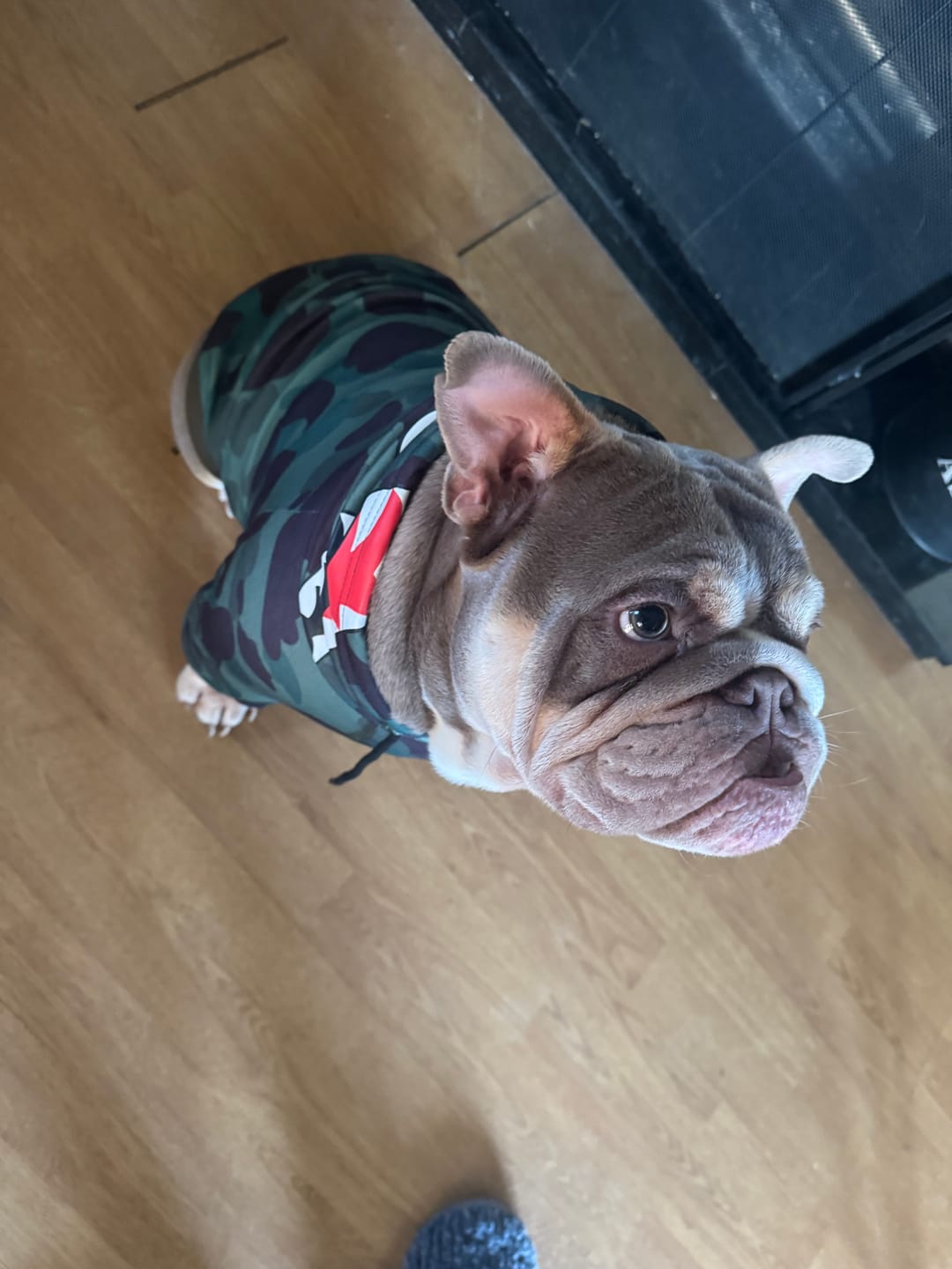 Customer photo review of Shark Monster Dog Hoodie - Green Camo