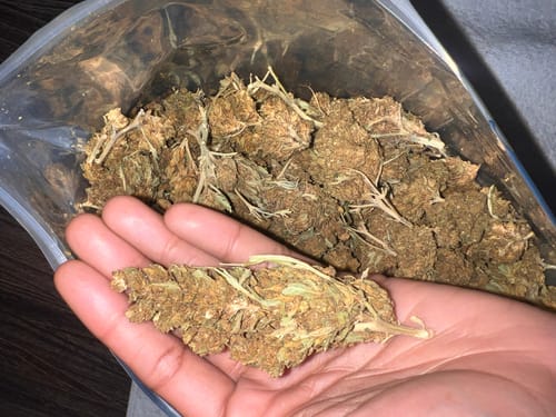 Customer photo review of Bulk THCA Flower Pounds