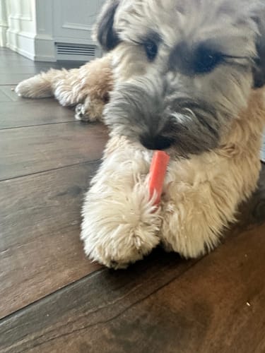 Customer's fluffy dog lying on a wood floor, holding and chewing a pink Strawberry Yak Chew.
